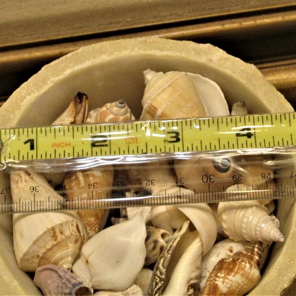 Accents Container Full Of Sea Shells Poshmark